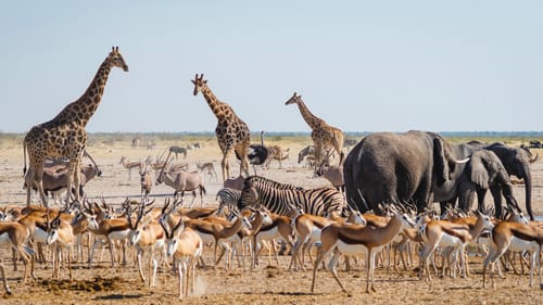 Etosha Pan