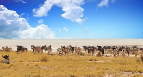 Etosha Pan
