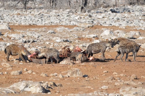 Etosha Pan