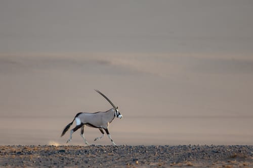 Kalahari