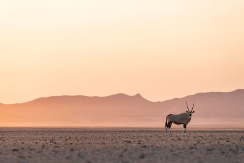 Etosha Wildlife