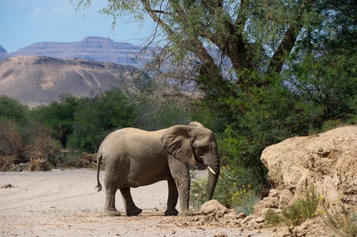 Kalahari Desert