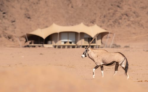Desert-Adapted Rhino