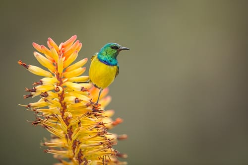 Greater Kruger