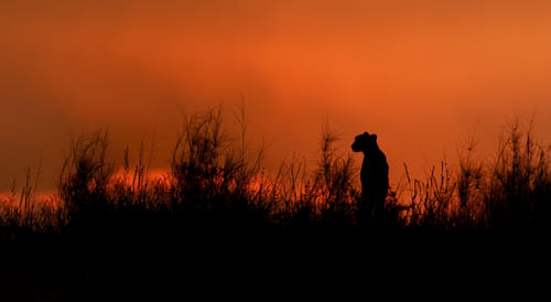 Kalahari