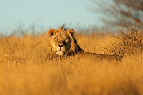Kalahari