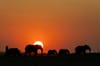 Madikwe