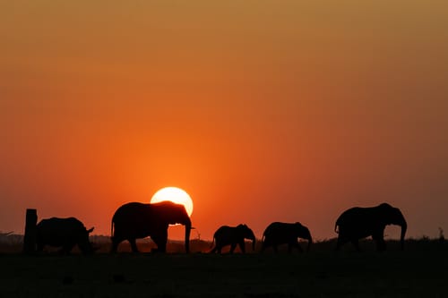 Madikwe