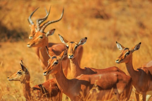 Madikwe