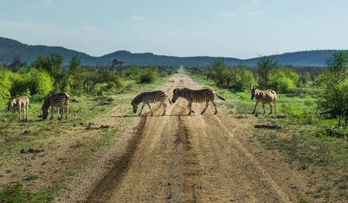 Madikwe