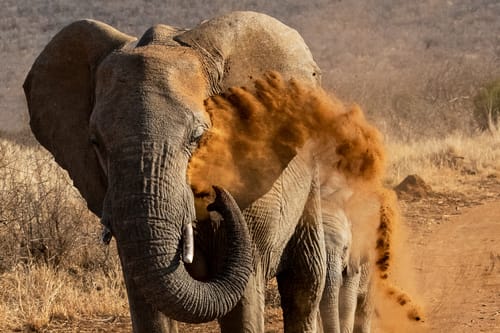 Madikwe
