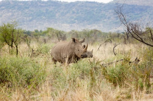Madikwe