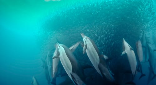 Whale Coast
