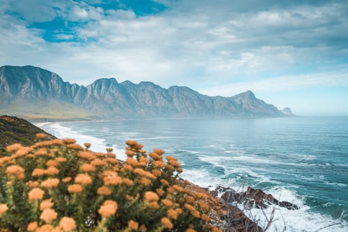 Whale Coast