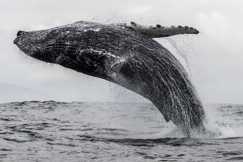 Whale Coast