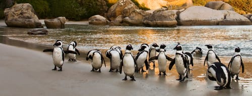 South African Wildlife