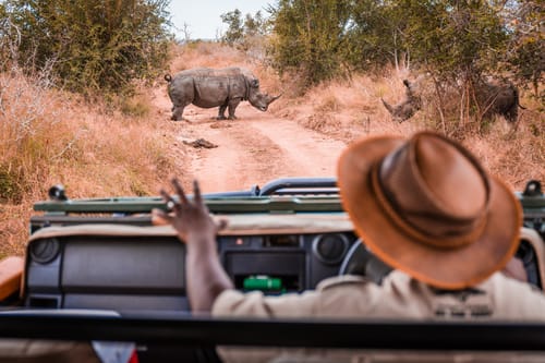 South African Wildlife
