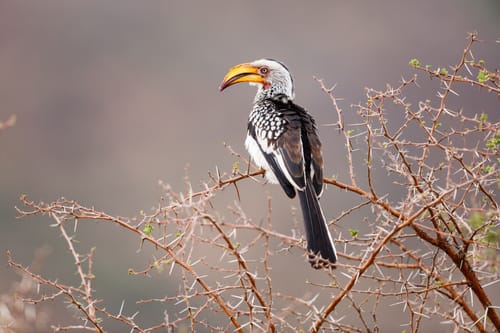 South African Wildlife