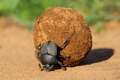 South African Wildlife