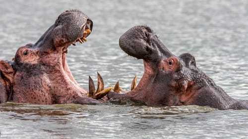 South African Wildlife