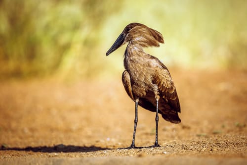 South African Wildlife