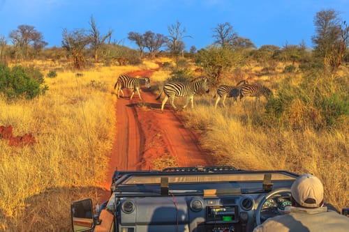 South African Wildlife