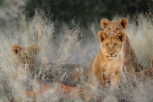 South African Wildlife