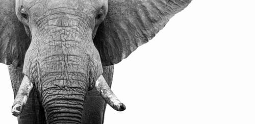 South African Wildlife