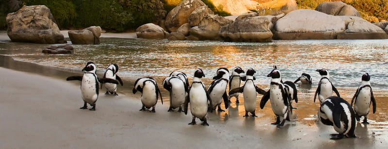 Penguins & Cape Town