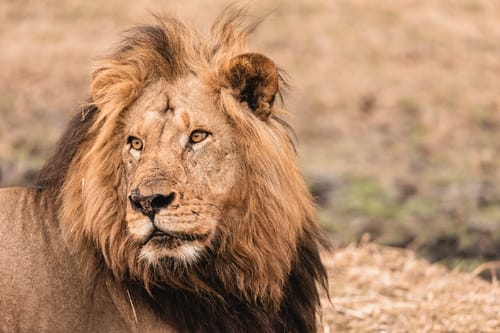 Kafue