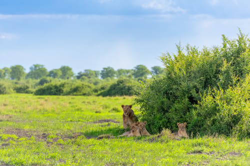 Lower Zambezi