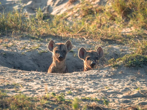 Lower Zambezi