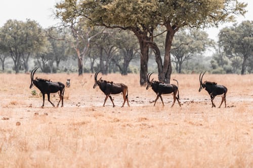 Lower Zambezi