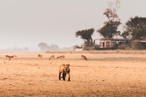 South Luangwa