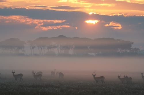 South Luangwa
