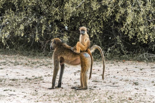 South Luangwa