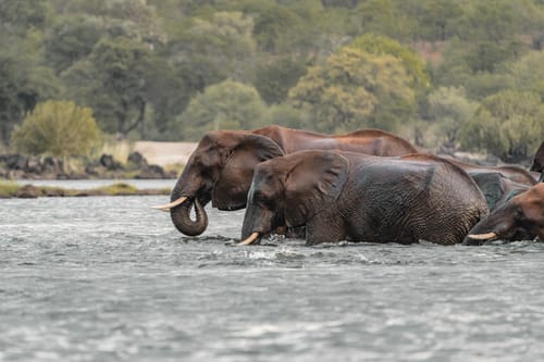 South Luangwa