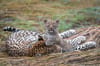 South Luangwa
