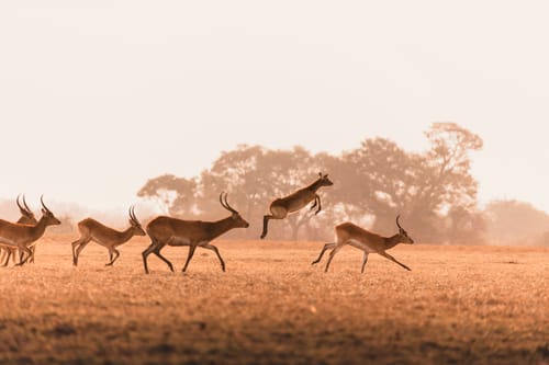 Zambia River Crossing