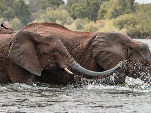 Zambia Safari Camp
