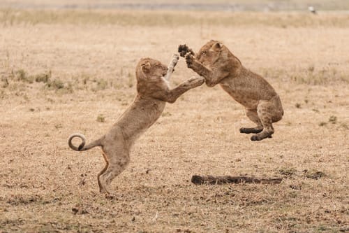 Zambia Walking Safari