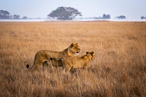 Zambia Sunset Safari