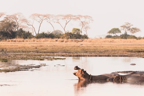 Zambia Hippo Pool