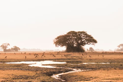 Zambia Birdlife