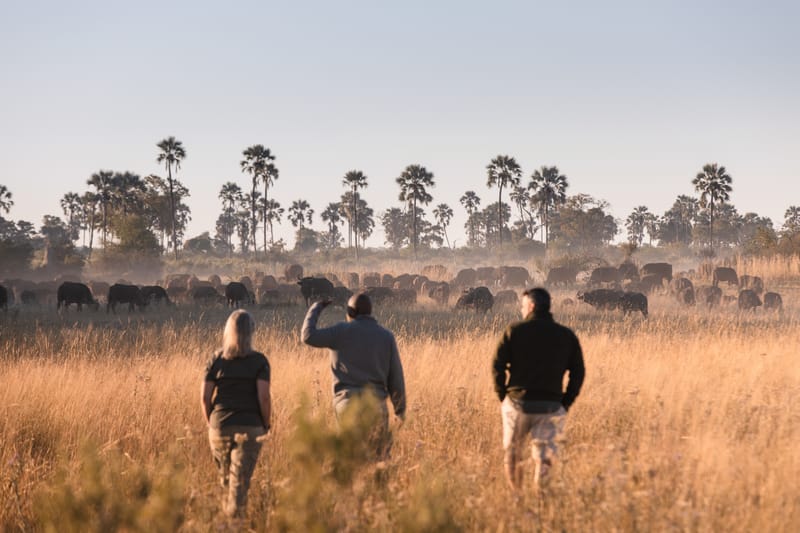 Walking Safari