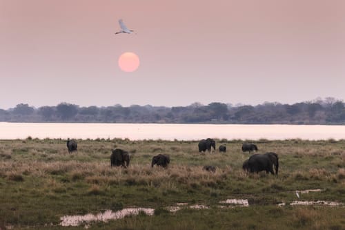 Mana Pools Elephants
