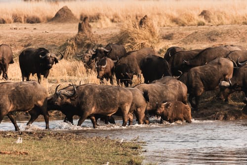 Mana Pools Canoeing