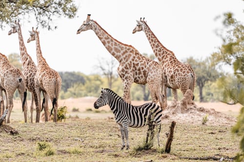 Mana Pools Wildlife