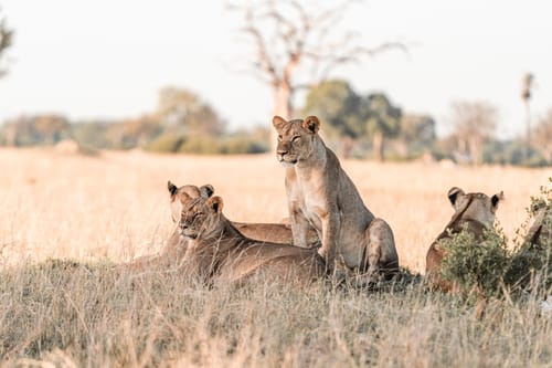 Mana Pools Sunset