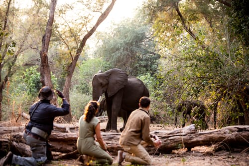 Mana Pools Landscape